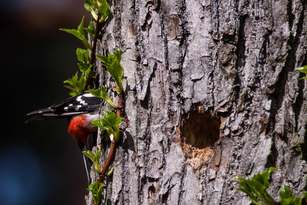 Foto de enfoque selectivo. Gran pájaro carpintero manchado, Dendrocopos mayor en tronco de árbol. Temporada de primavera
. - Foto, imagen
