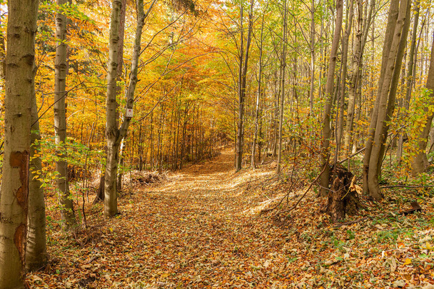 Camino a través de un bosque dorado al amanecer con niebla y luz cálida. Camino a través de un bosque de oro en otoño
 - Foto, Imagen