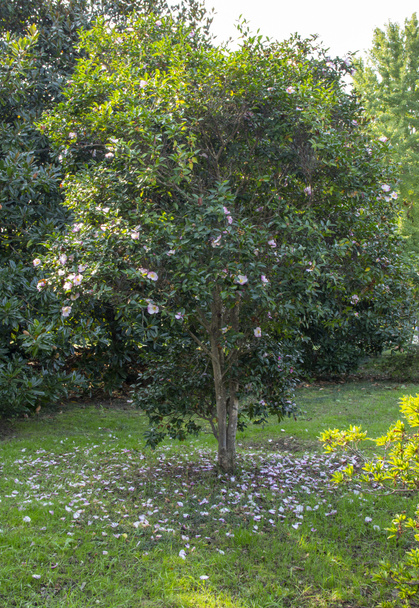 λουλούδι Camellia βουνό. αειθαλές φυτό της οικογένειας Theaceae. Camellia sinensis ή Tea Bush, από τα φύλλα των οποίων λαμβάνεται η πρώτη ύλη για την παρασκευή τσαγιού. χρησιμοποιείται στη διακοσμητική κηπουρική. - Φωτογραφία, εικόνα