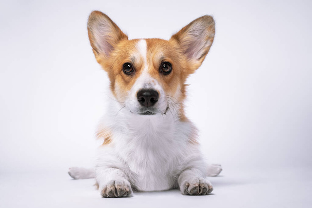 Cute welsh corgi pembroke or cardigan dog lies stretching its paws forward on white background, front view, studio shot. Portrait of lovely obedient puppy. - Foto, Bild