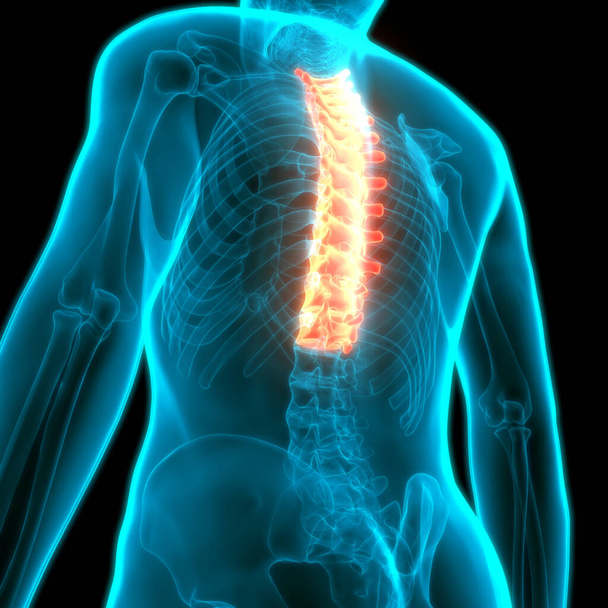 Colonna vertebrale Vertebre toraciche dell'anatomia del sistema scheletrico umano. 3D - Foto, immagini