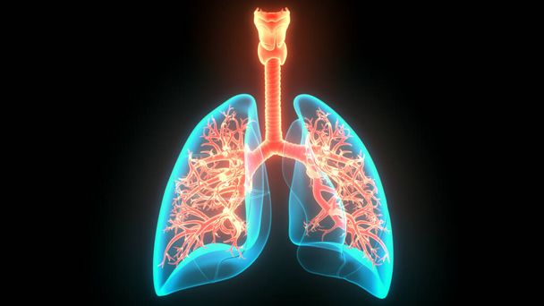 Anatomia polmonare del sistema respiratorio umano
 - Foto, immagini