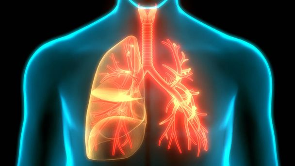 Ανθρώπινο αναπνευστικό σύστημα Πνεύμονες Ανατομία - Φωτογραφία, εικόνα
