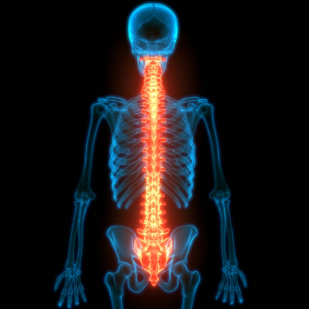 Discos de columna vertebral de anatomía del sistema esquelético humano
 - Foto, Imagen