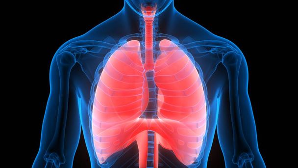 Ihmisen hengityselimet Keuhkot Anatomia
 - Valokuva, kuva