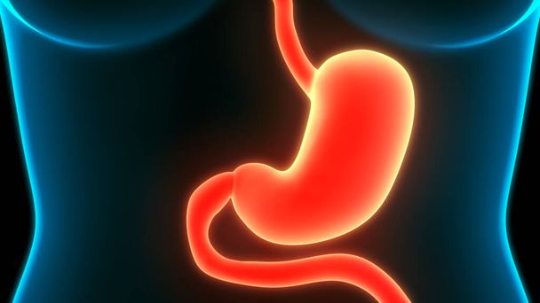 Sistema digestivo humano (anatomia do estômago). 3D - Foto, Imagem