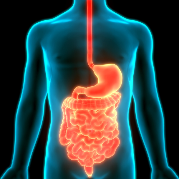 Estómago del sistema digestivo humano con anatomía del intestino delgado. 3D - Foto, imagen