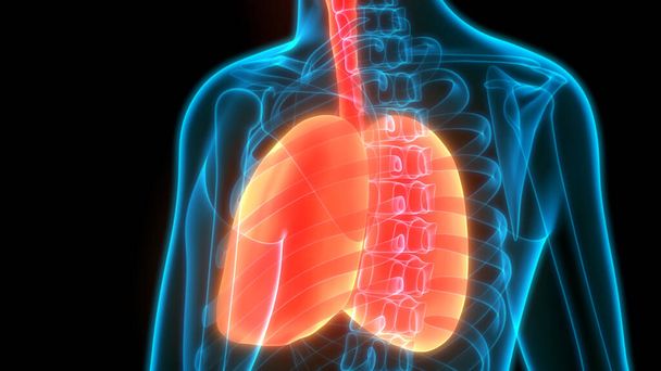 Anatomia polmonare del sistema respiratorio umano
 - Foto, immagini