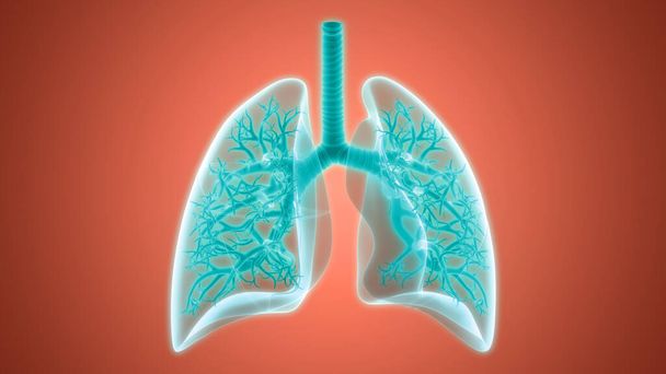 Human Respiratory System Lungs Anatomy - Photo, Image