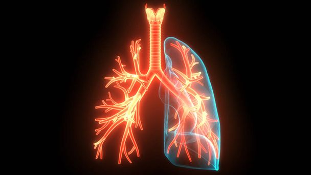 Emberi légzőrendszer Tüdő anatómia - Fotó, kép