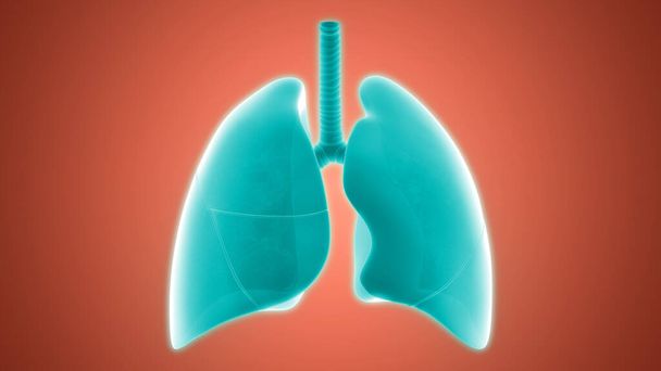 Anatomie der Lungen des menschlichen Atmungssystems - Foto, Bild