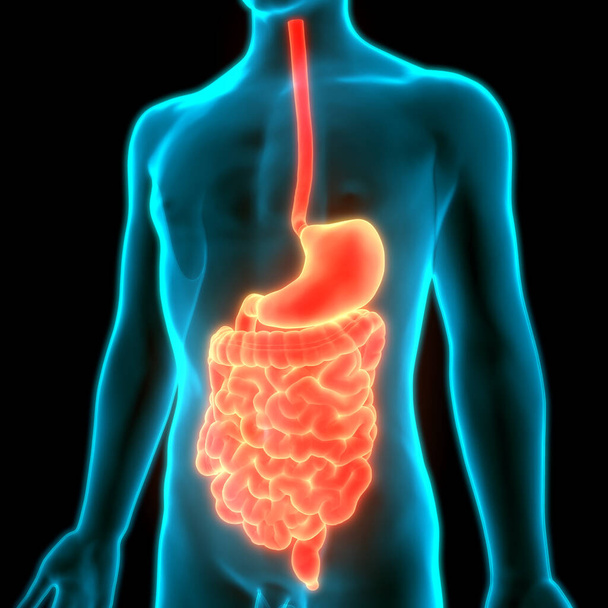 Estômago do sistema digestivo humano com pequena anatomia intestinal. 3D - Foto, Imagem