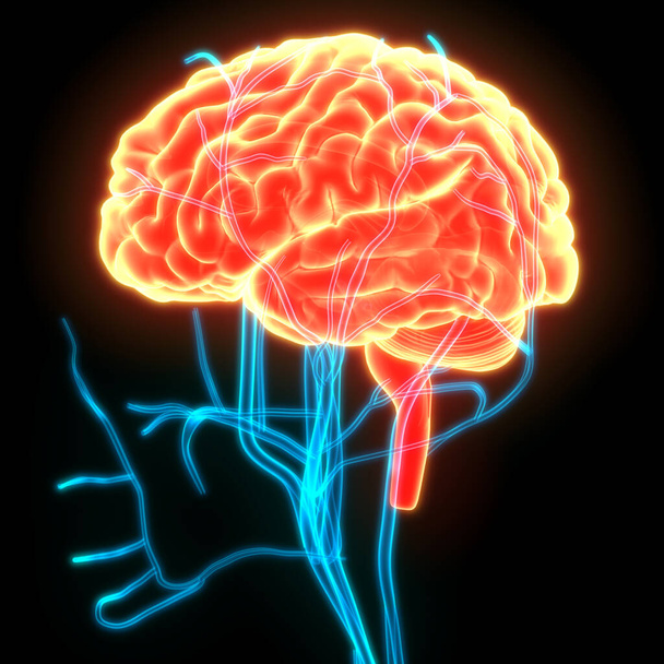 Órgão Central do Sistema Nervoso Humano Anatomia do Cérebro. 3D - Foto, Imagem