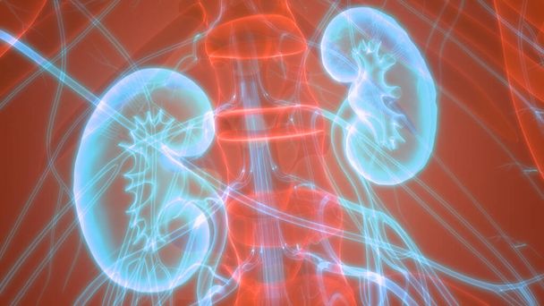 人体臓器の3Dイラスト(腎臓)) - 写真・画像