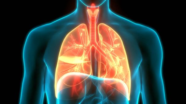 Ludzki układ oddechowy Płuca Anatomia - Zdjęcie, obraz