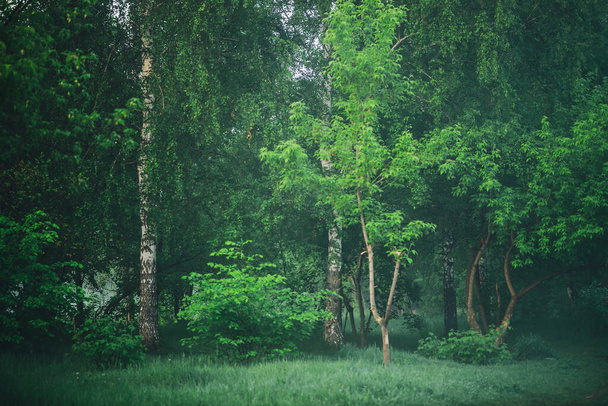 Paisaje nebuloso atmosférico con hermoso follaje verde exuberante. Niebla entre los árboles en el bosque por la mañana temprano. Haze en el bosque. Niebla en el borde del bosque. Maravilloso paisaje brumoso. Fondo verde natural
. - Foto, Imagen