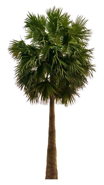 Washington Palm Tree isolated on white background with a high resolution suitable for graphic. with clipping path - Photo, Image