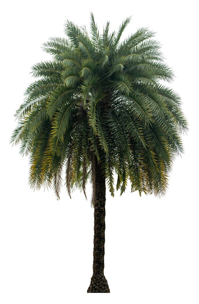 Washington Palm Tree απομονωμένο σε λευκό φόντο με υψηλή ανάλυση κατάλληλη για γραφικά. με διαδρομή αποκοπής - Φωτογραφία, εικόνα