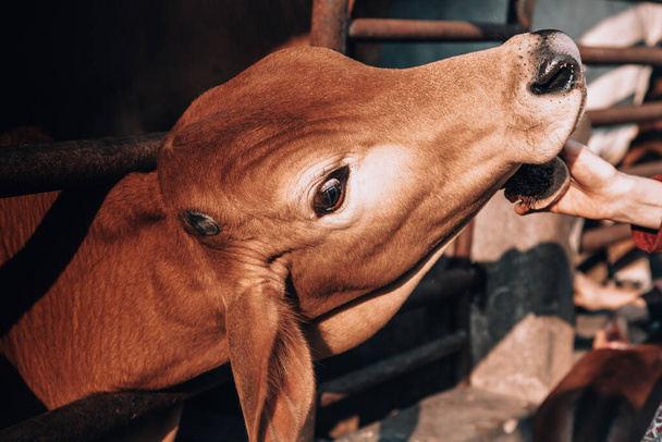 the hand of a female farmer cleans a beautiful well-groomed cow on a dairy ecofarm. sacred Hindu cow zebu on a dairy farm called goshala. Hinduism, taking care of the cows, lifestyle. - Φωτογραφία, εικόνα