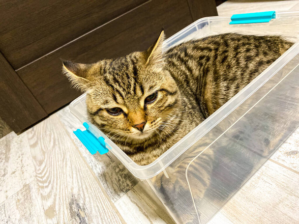 Un primer plano de un gato marrón que se sienta en un recipiente de plástico
. - Foto, imagen