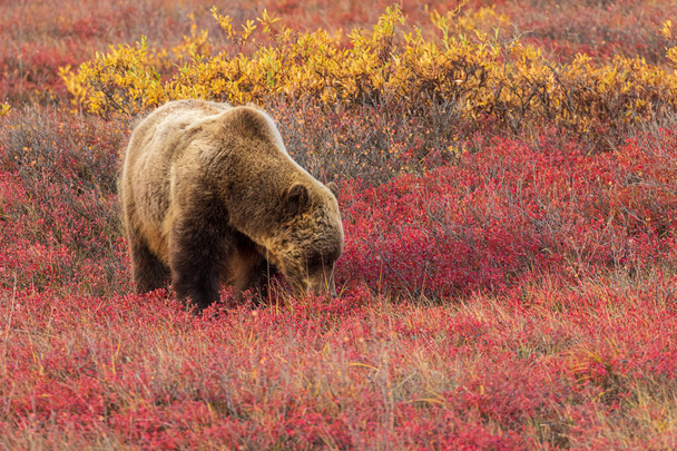 μια αρκούδα γκρίζλι στην τούνδρα στο Εθνικό Πάρκο Ντενάλι Αλάσκα το φθινόπωρο - Φωτογραφία, εικόνα