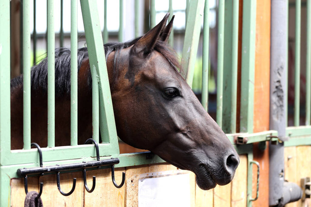 Curioso cavalo de sela jovem olhando para a porta do estábulo. Cavalo puro em pé no celeiro
 - Foto, Imagem