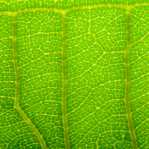 Leaf lähikuva rakenne
 - Valokuva, kuva