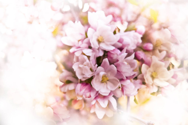 mooie kers kanzan boom bloemen in het voorjaar in nieuwe trui staat - Foto, afbeelding