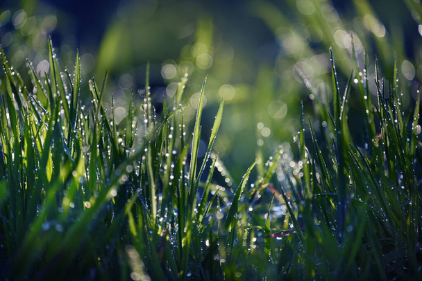 Grass in sparkling drops. Natural green floral background. - Photo, Image