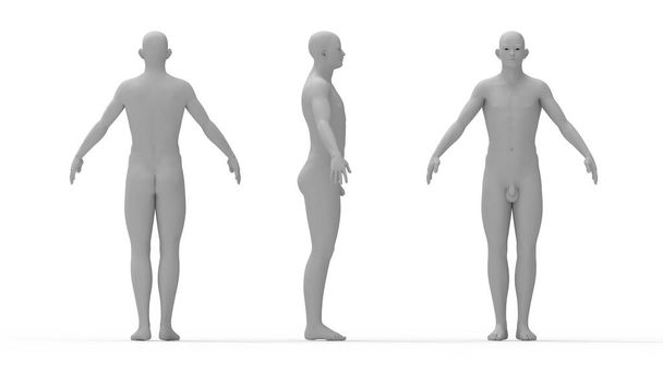 Rendimiento 3D de un ser humano anatomía masculina de pleno derecho aislado. - Foto, Imagen