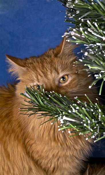 γάτα και χριστουγεννιάτικο δέντρο - Φωτογραφία, εικόνα