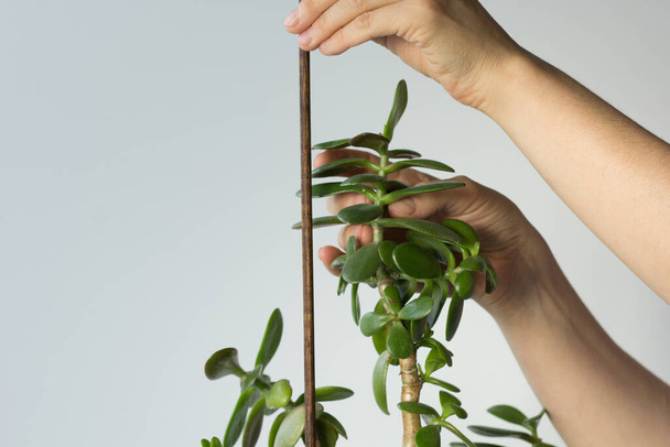 Woman hands holding crassula ovata branch and stick to support plant and do not fall down on white background - Photo, Image