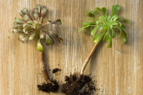 Top view of different color Aeonium with root before cutting and repotting on wooden background - Fotografie, Obrázek