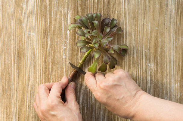 Top view of woman hand cutting Aeonium with root for cutting and potting on wooden background - Фото, изображение