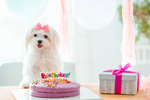 弓と誕生日ケーキとかわいい犬 - 写真・画像