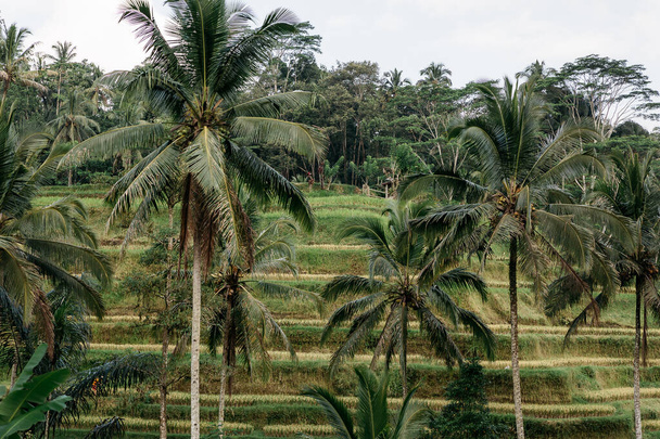 Palms in a rice field, on Bali - Fotoğraf, Görsel