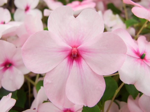 ピンク色の焦げ花、忙しいリジー、学名:Impatens waleriana花もバルサムと呼ばれ、ピンク色の花の花壇。 - 写真・画像