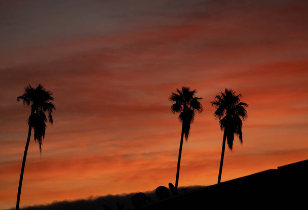 Silhouetten van palmbomen bij zonsopgang in Californië - Foto, afbeelding