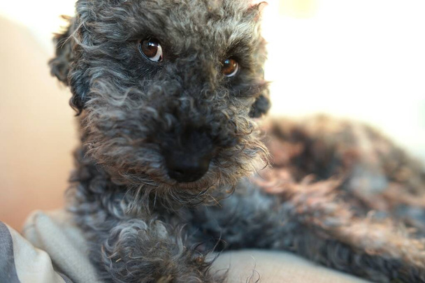  Close up of cute little grey dwarf poodle dog looking right into the camera with special face expression                                         - Photo, Image