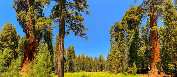 Park Narodowy Sequoia, Kalifornia, USA - Zdjęcie, obraz