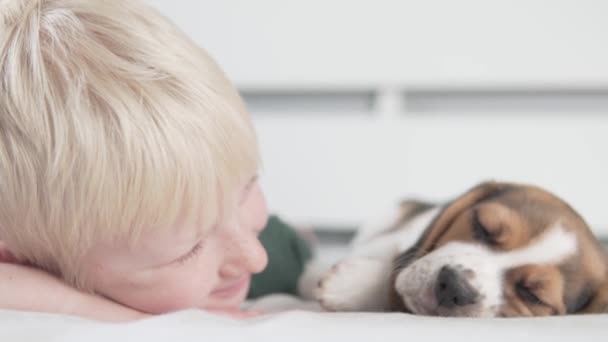 Concept αγόρι και κουτάβι beagle του στο κρεβάτι - Πλάνα, βίντεο
