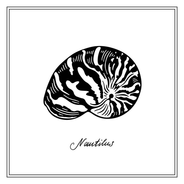 Nautilus Tiger Seashell Чорно-біла квадратна картка. Намальована вручну колекція вітальних листівок. Вікторна ілюстрація на білому тлі. - Вектор, зображення