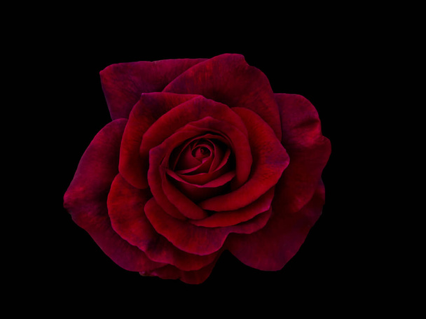 Dark red rose - Fotoğraf, Görsel