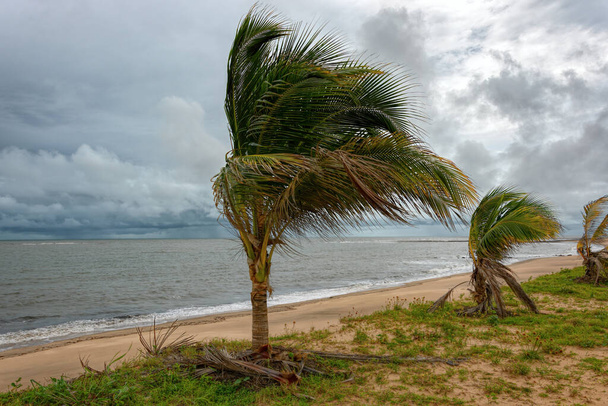 Wind blown coconut palm trees on Atlantic ocean coast in Guinea, West Africa. - Fotó, kép