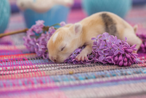 Velikonoční králík ve fialových větvích šeříku - Fotografie, Obrázek