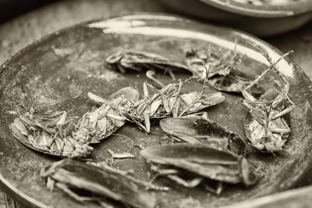 Мертві таргани на глиняній пластині, тварини
 - Фото, зображення
