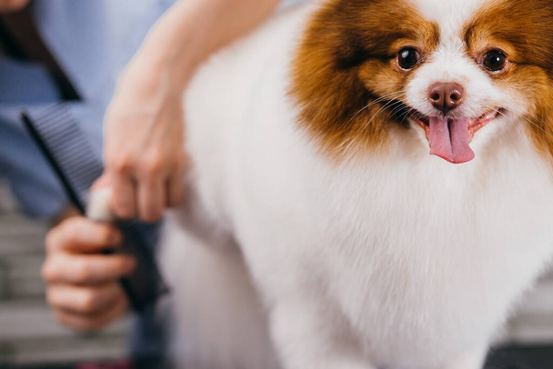 adorable little dog in grooming salon - Fotoğraf, Görsel