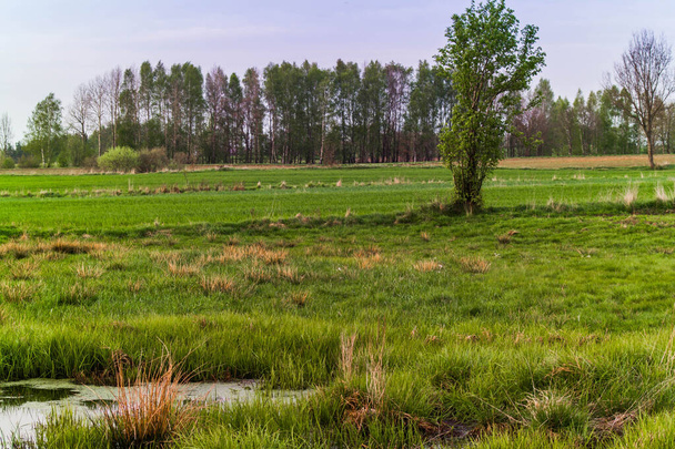 Wetlands and bushes among green meadows. Pastures in the village. Spring day. - Photo, Image