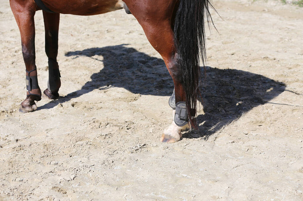 Zbliżenie kopyt od konia na torze wyścigowym w piasku - Zdjęcie, obraz