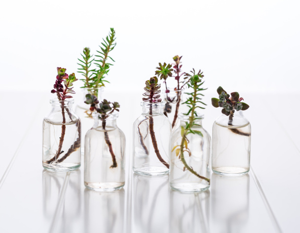 Mini esquejes suculentos en frascos smal listos para la reproducción y plantación en blanco
 - Foto, Imagen